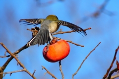 P4510316：シジュウカラ_R