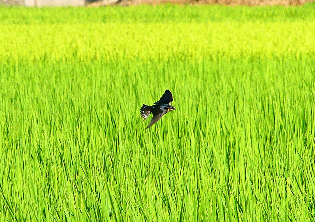 P1150527：飛ぶツバメ_R