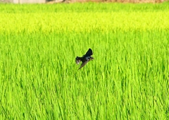 P1150527：飛ぶツバメ_R