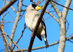 P1770653：イカル_R