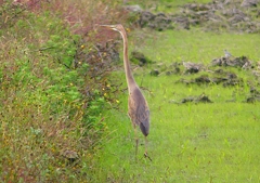 P1400870：ムラサキサギ_R