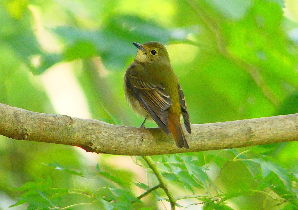 P1310724：キビタキ（メス）_R