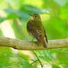 P1310724：キビタキ（メス）_R