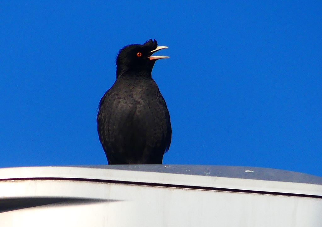 P1920412：ハッカチョウ_R