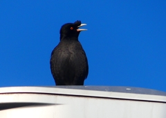 P1920412：ハッカチョウ_R