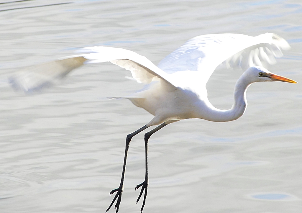 P1600741：ダイサギ_R