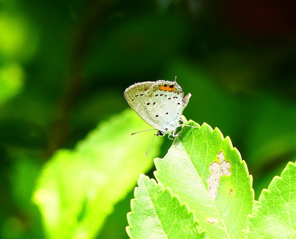 P4230103：ツバメシジミ_R