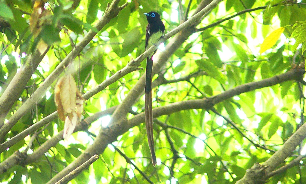 P4930763：サンコウチョウ_R