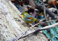 P1760214：ソウシチョウ_R