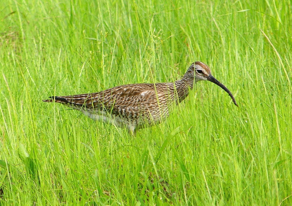 P2020667：チュウシャクシギ_R