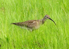 P2020667：チュウシャクシギ_R