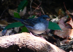 P1760606：クロジ_R