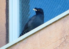 P1920875：ハッカチョウ_R