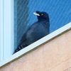 P1920875：ハッカチョウ_R