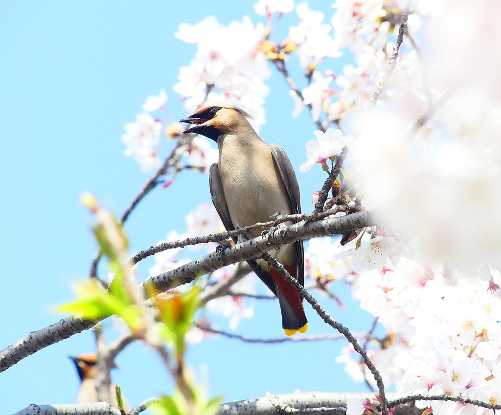 P4000343：桜にキレンジャク_R