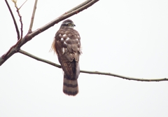P4560154：ハイタカ_R