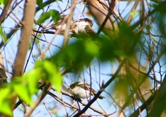 P1980649：エナガ（幼鳥）_R