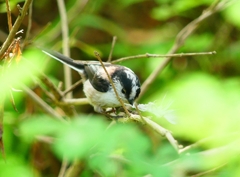 P4050497：エナガ_R