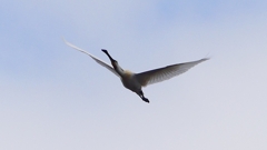 P1680254：飛ぶヘラサギ_R