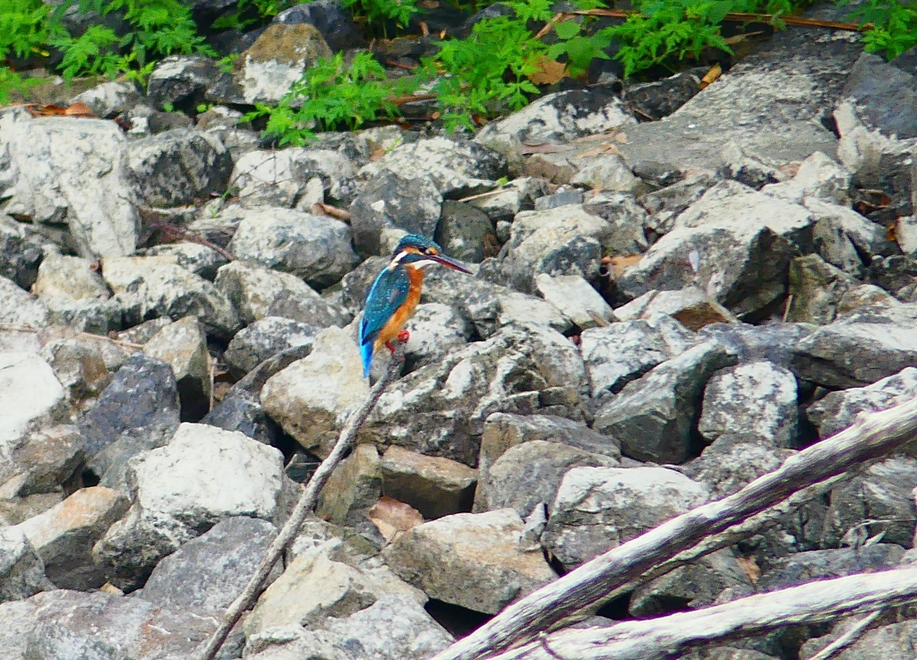 P4340508：カワセミ（メス）_R