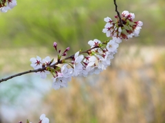 P4870377：背割堤の桜_R