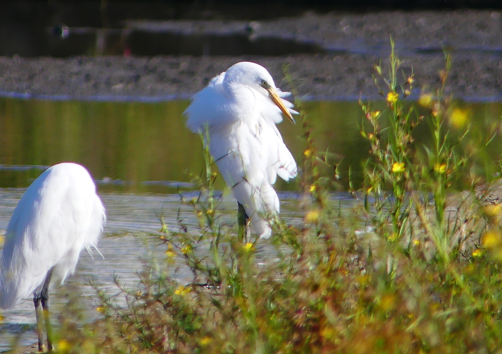 P1250733：チュウサギ_R
