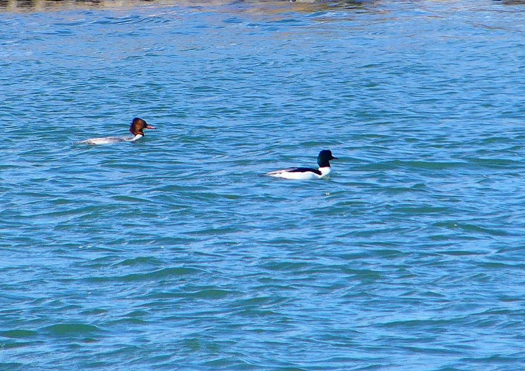 P1720290：カワアイサ_R