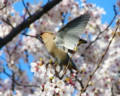 P3980505：桜にキレンジャク_R