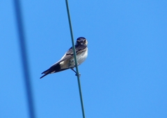 P1180551：コシアカツバメ_R
