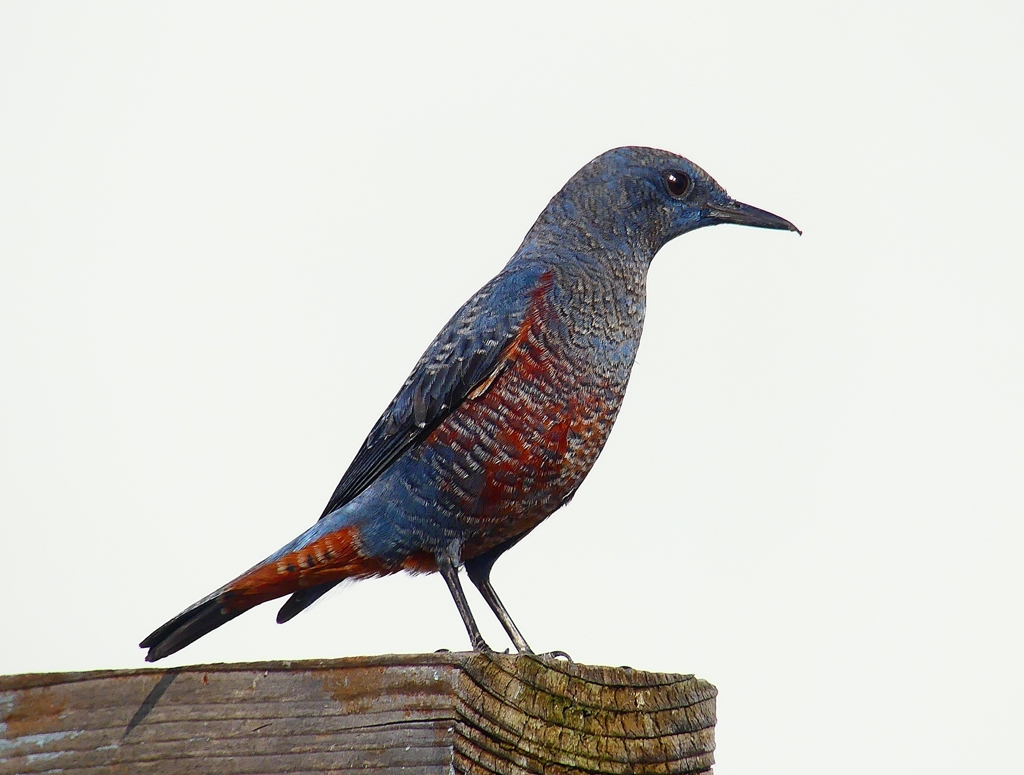 P4420439：イソヒヨドリ（オス）_R