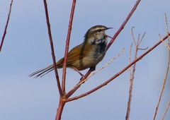 P1840352：ウグイス_R