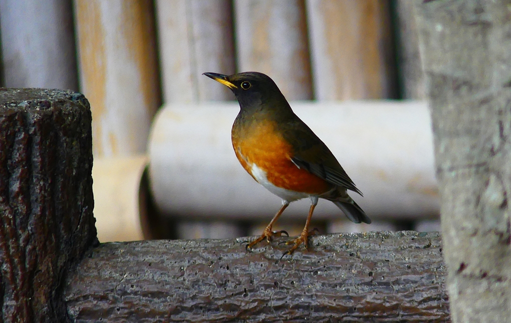 P4720170：オオアカハラ（オス）_R