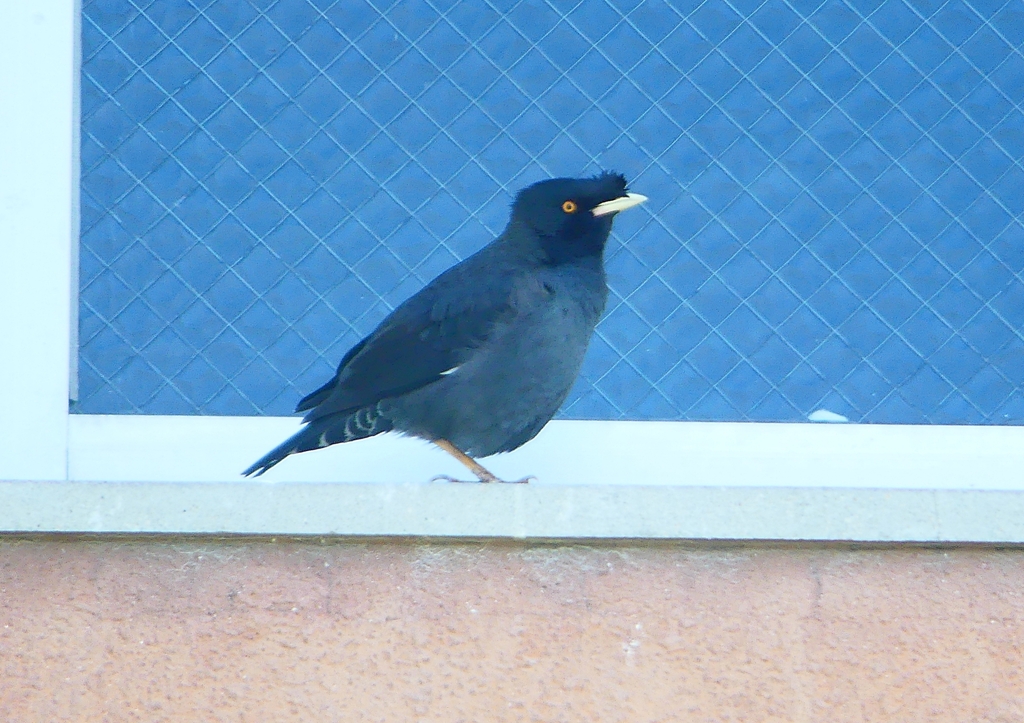 P1920842：ハッカチョウ_R