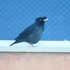 P1920842：ハッカチョウ_R