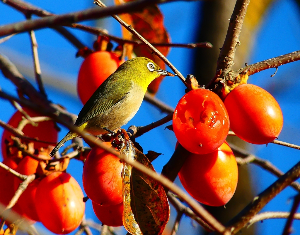 P4530539：メジロ_R