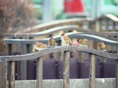 P3770843：スズメ_R