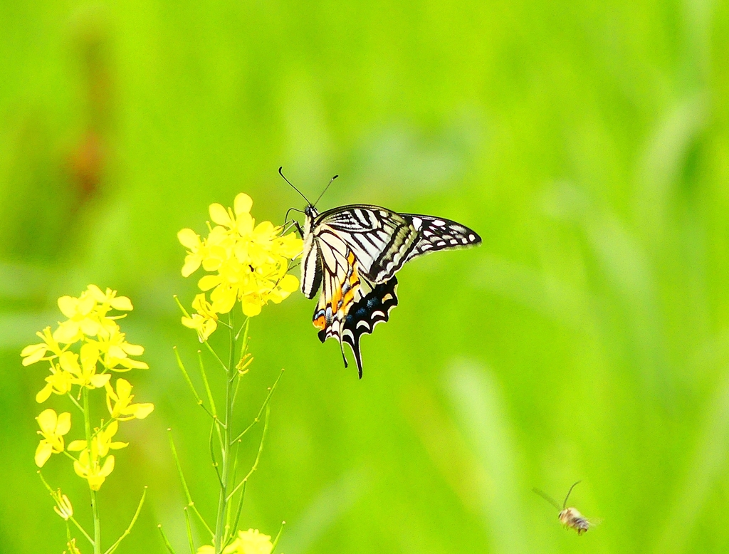 P4900525：ナミアゲハ_R