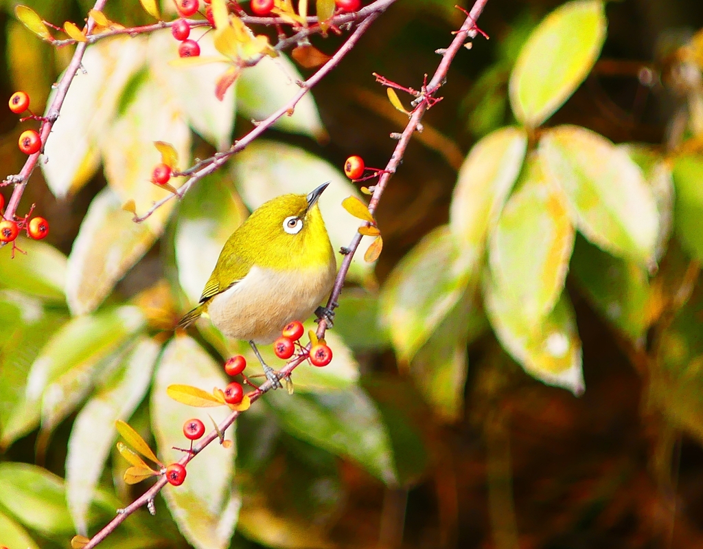 P3800185：メジロ_R