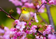 P1870069：河津桜にメジロ_R