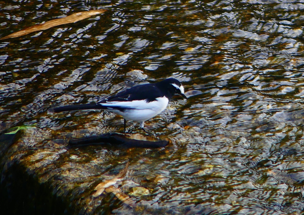 P1310100：セグロセキレイ_R