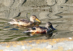 P1630543：ハシビロガモ_R