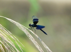 P4250086：チョウトンボ_R