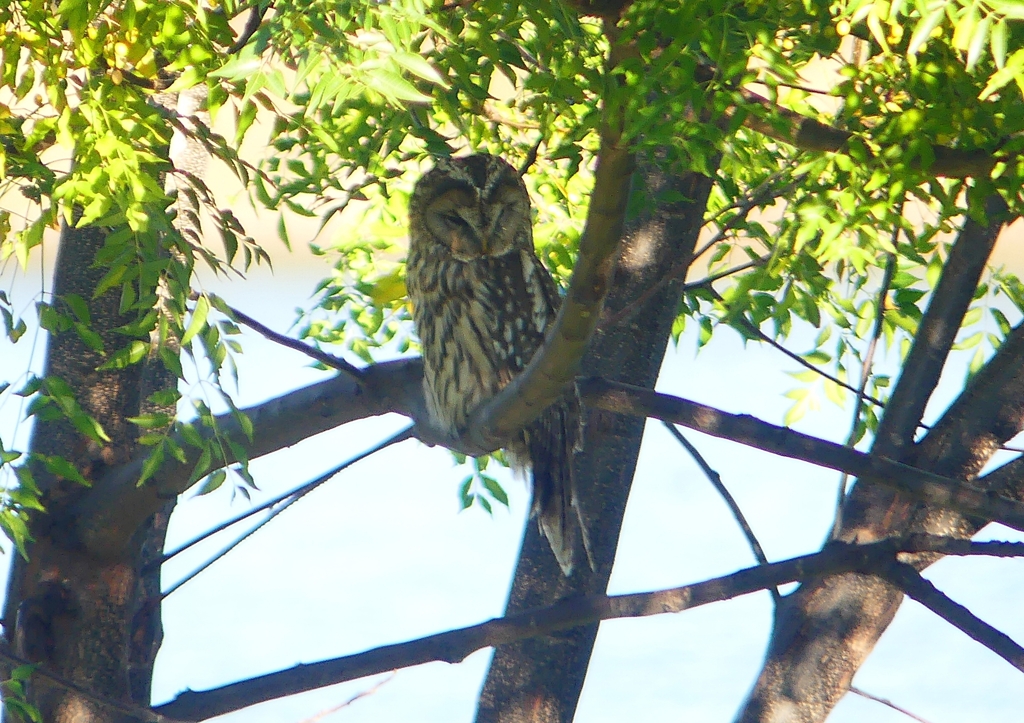 P1450321：フクロウ_R