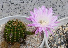 P2040121：サボテンの花_R