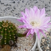 P2040121：サボテンの花_R