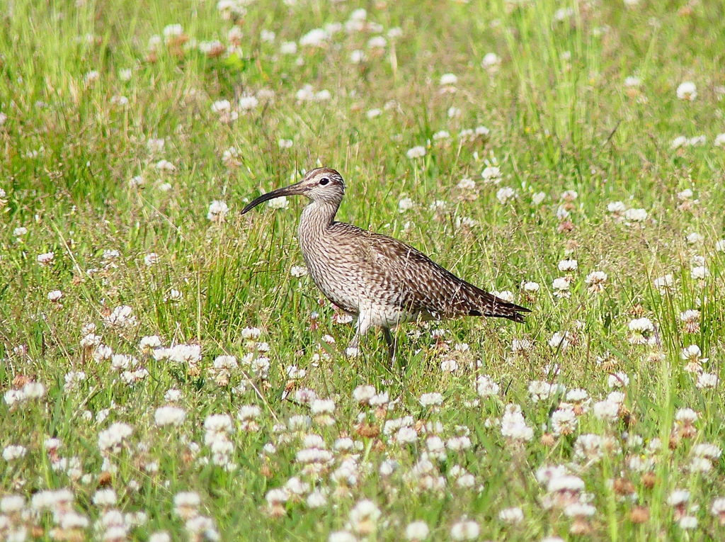 P4100097：チュウシャクシギ_R
