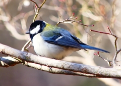 P1790545：シジュウカラ_R