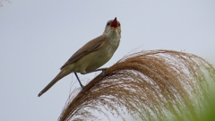 IMG_0411：オオヨシキリ-14_R