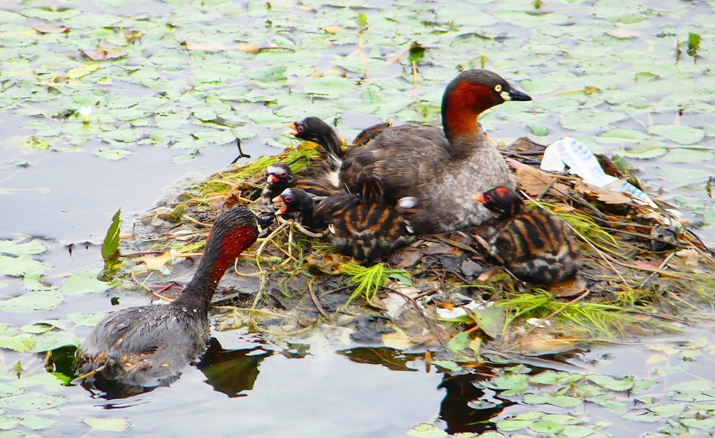 P1020741：カイツブリ親子_R