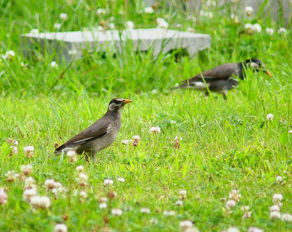 P4150307：ムクドリ_R